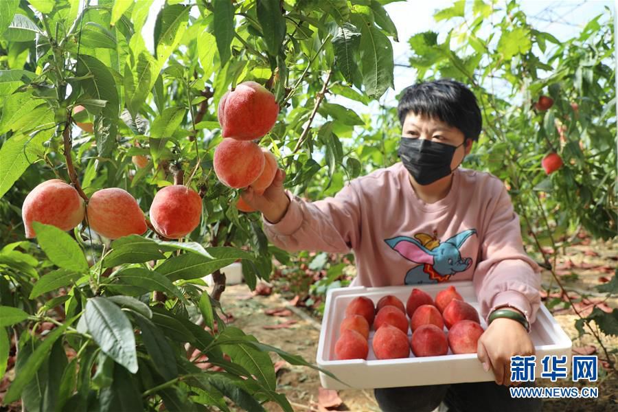 （经济）（2）河北唐山：设施农业促增收