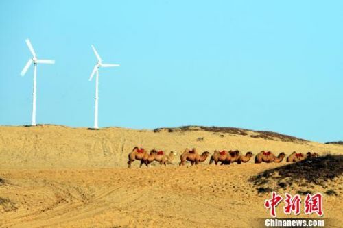 驼群穿过沙漠。　涂欢 摄