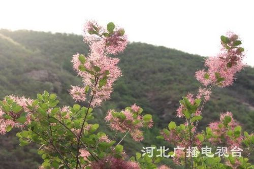 微信图片_20190510102323