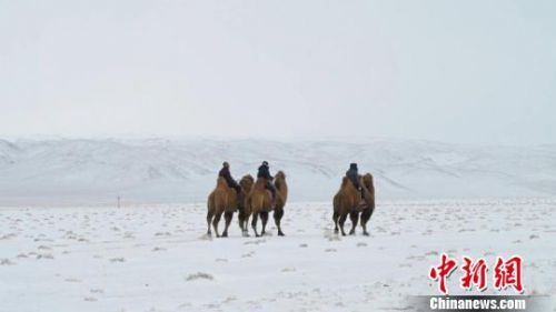骑手们不惧严寒，扬鞭策马。纷飞的雪花也来“助兴”，为冰雪那达慕增添了独特的风景和韵味。　孟根朝力　摄