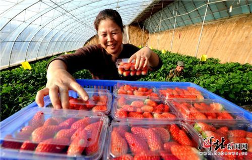 滦平：园区草莓熟（图）