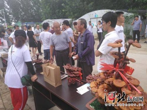 衡水高新区举行第四届灵芝文化采摘节（图）