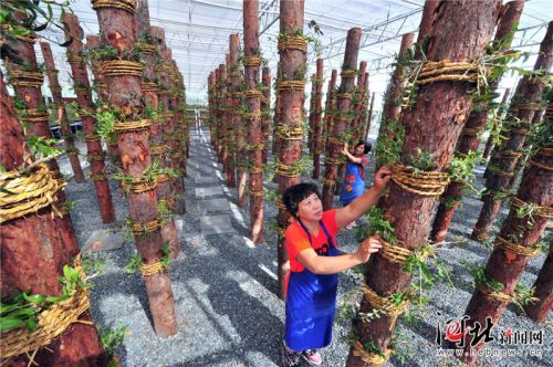 怀来：发展特色种植（图）