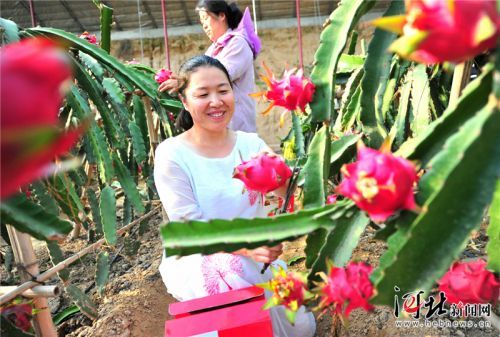 涿鹿：特色农业带动贫困群众增收（图）
