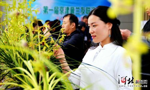 京津冀首届兰花展在邯郸举办（图）