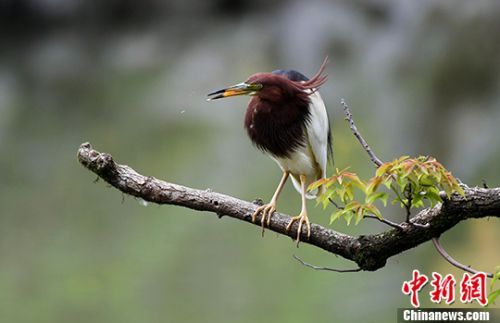 鸟儿站在枝头。 <a target='_blank' href='http://www.chinanews.com/'>中新社</a>记者 王东明 摄