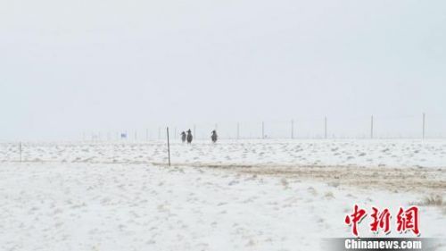 那达慕上，按照年龄段分组的走马、速度马比赛和骆驼比赛吸引了牧民的热情参与。　孟根朝力　摄