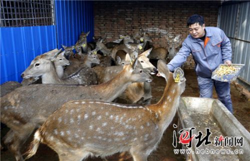 枣强县特色养殖使5000余人脱贫