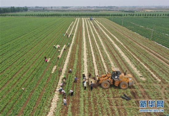 河北曹妃甸：订单白萝卜种植助增收