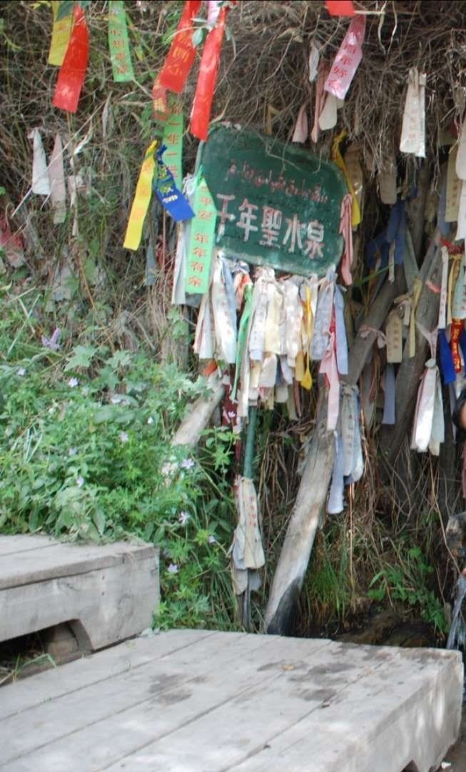 【跋涉边境 亲吻祖国】65、温宿：大漠中的一叶绿洲“神木园”