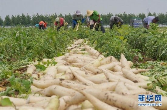 河北曹妃甸：订单白萝卜种植助增收