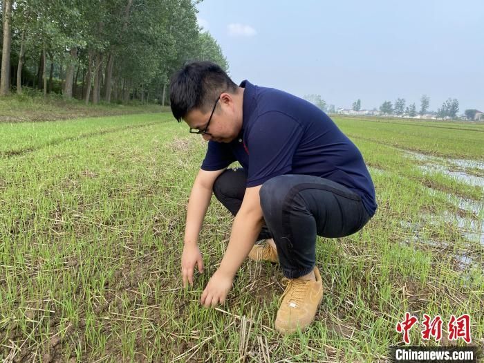 戚允升田间看农作物长势。　孙军 摄