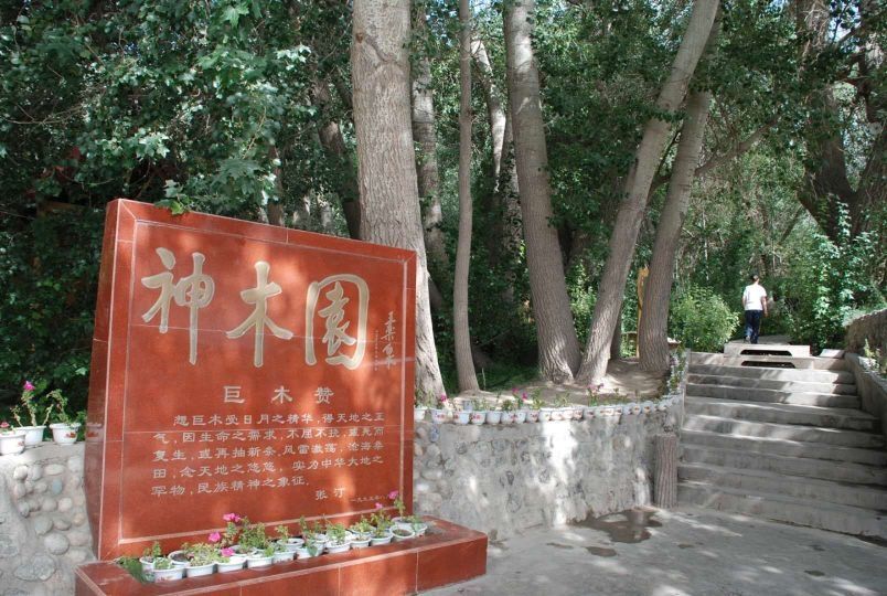 【跋涉边境 亲吻祖国】65、温宿：大漠中的一叶绿洲“神木园”