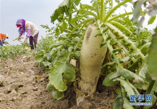 河北曹妃甸：订单白萝卜种植助增收