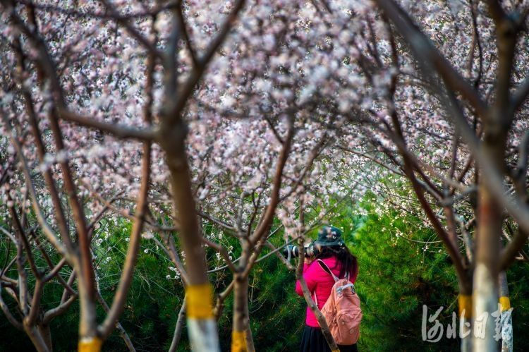 河北省石家庄市槐安路龙泉大桥与西三环交口南侧，山桃花迎春绽放，吸引了不少市民前来观赏。