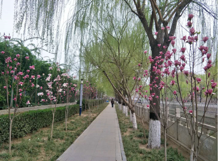 图为师范街工农路民心河东玉兰花盛开。（资料图）石家庄市园林局供图